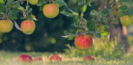 Pěstování jablek: Kompletní průvodce pro začátečníky