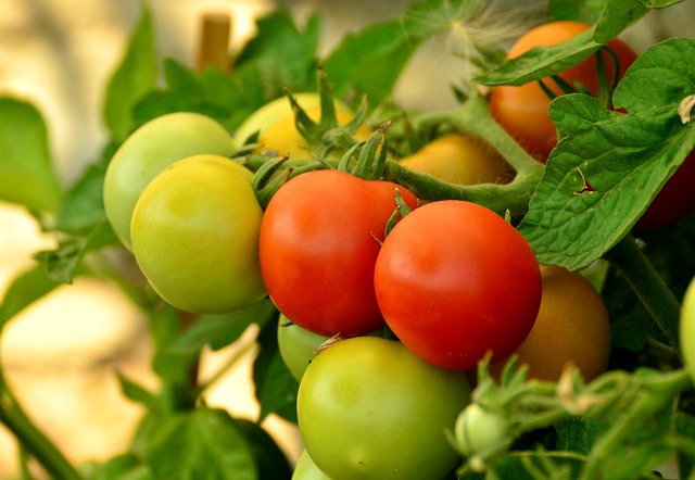 Pěstování rajčat: Kompletní průvodce pro začátečníky